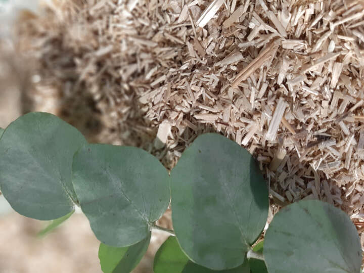 AUBIOSE Hanfeinstreu mit Eukalyptus für Pferde